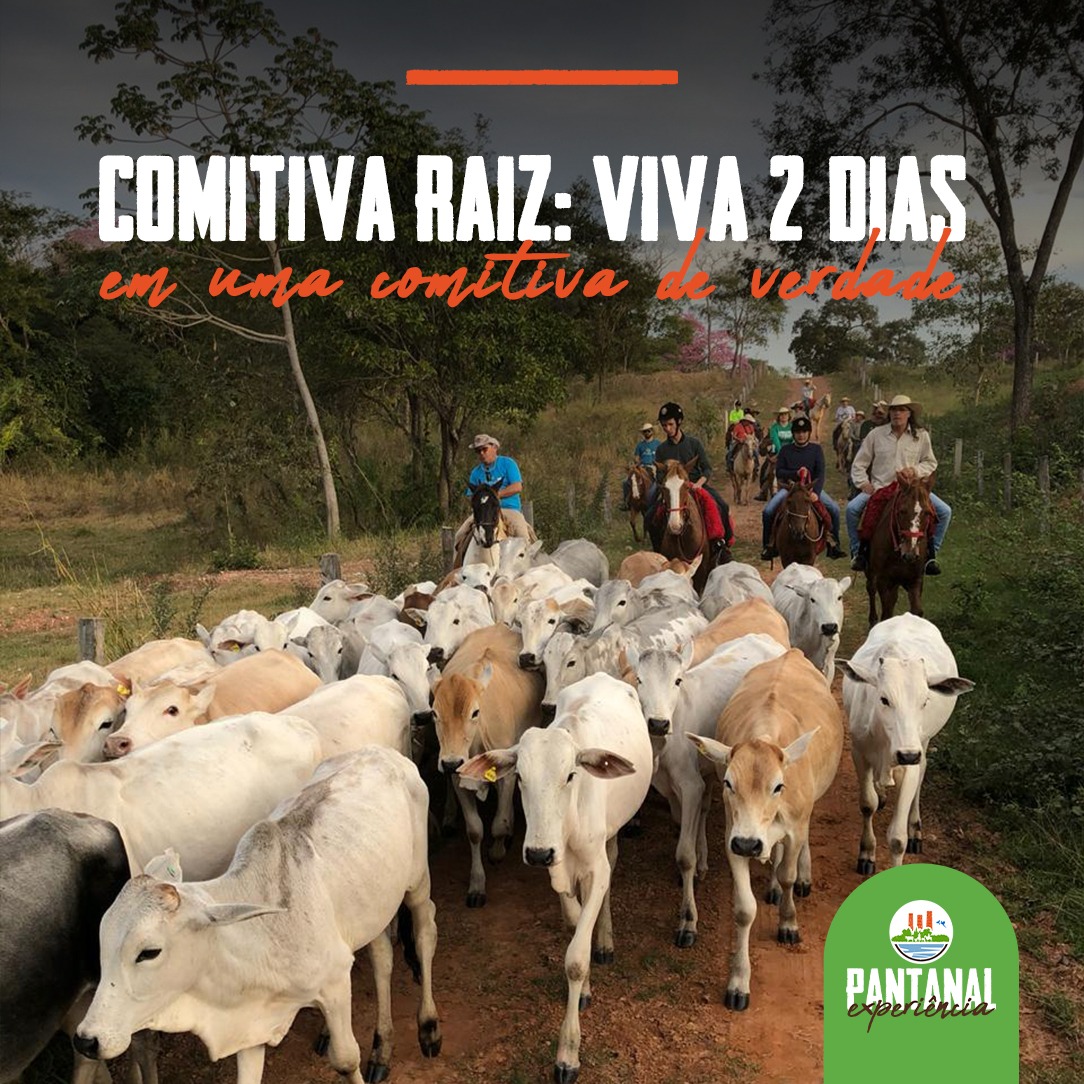 Você sabe o que é uma Comitiva Pantaneira e qual a sua importância para o  Pantanal ? - MS Por Favor